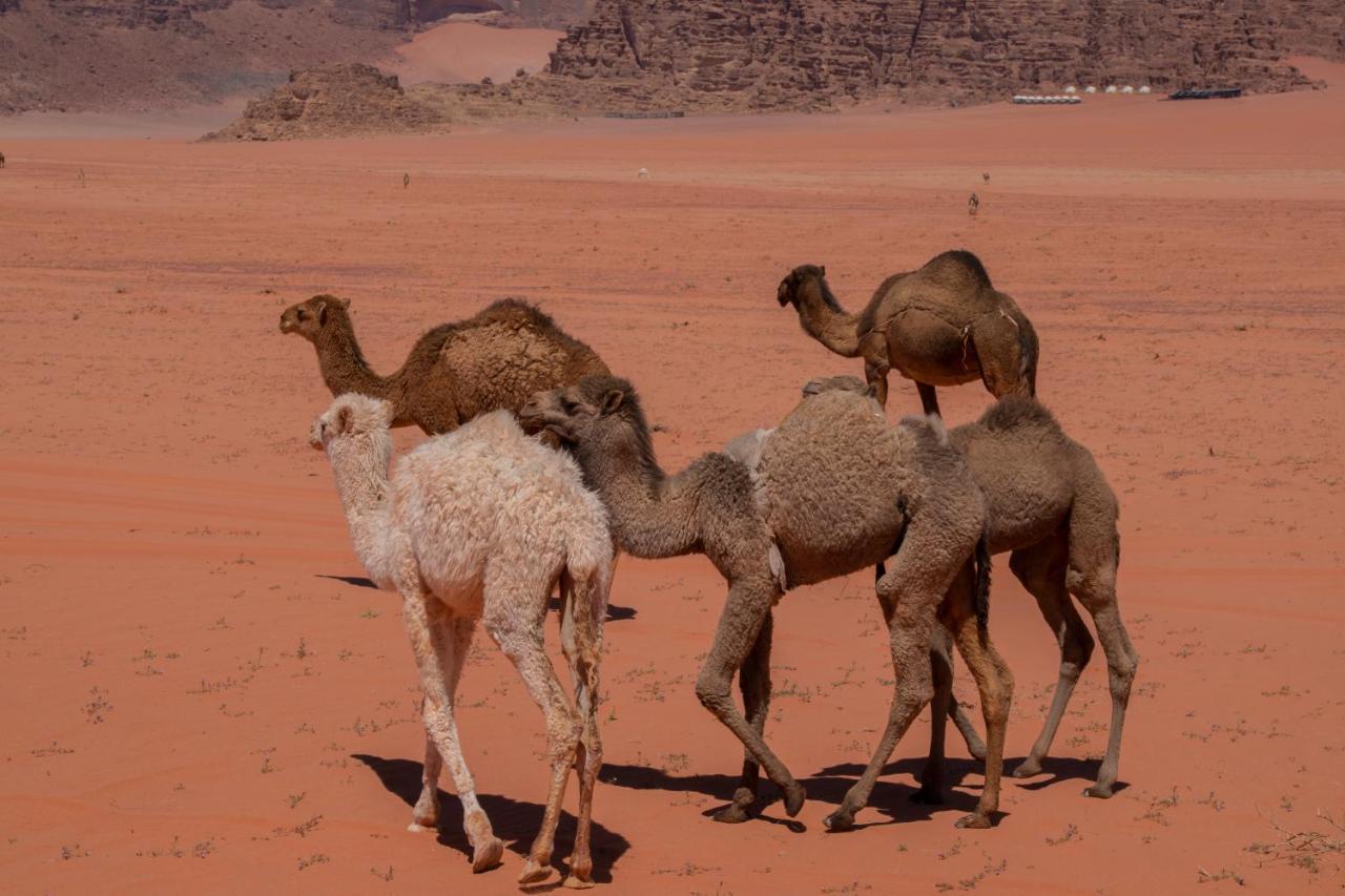 Wadirum Sunset Camp Hotell Wadi Rum Exteriör bild